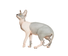 Cat don sphynx isolated on white background. Hairless kitten