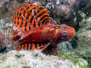 A Shortfin Lionfish (Dendrochirus brachypterus)