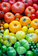 Fresh organic red, yellow and green tomatoes rainbow background