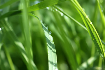 Green wet grass in water drops after rain. Fresh summer plants in sunlight.