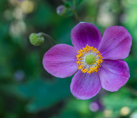 Japanese anemone (Anemone hupehensis) plants in flower. Pink garden plant in the family Ranunculaceae. Closeup on Japanese Anemone flower