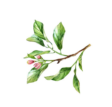 Watercolor tree branch. Realistic fruit tree, flowers, leaves. Botanical illustration. Isolated artwork on white. Hand painted foliage