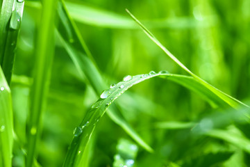 Green wet grass in water drops after rain. Fresh summer plants in sunlight.