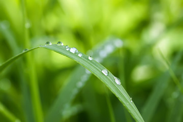 Green wet grass in water drops after rain. Fresh summer plants in sunlight.