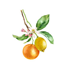 Watercolor Orange and Lemon fruits. Tree branch with flowers leaves. Realistic botanical floral composition. Blooming citrus, isolated illustration on white. Hand drawn exotic food