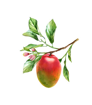 Watercolor Mango branch. Ripe mango fruit with flowers leaves. Realistic botanical floral composition. Isolated illustration on white. Hand drawn exotic food design element