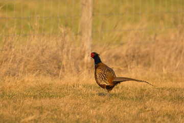 Ringneck Pheasant (Phasianus colchicus) male on meadow