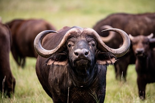 Buffalo