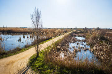 Sendero con agua en el delta del Llobregat