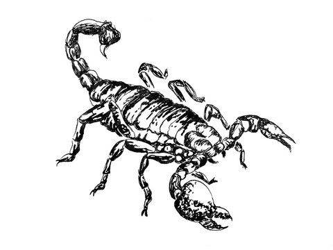 The predatory scorpion ink drawing 