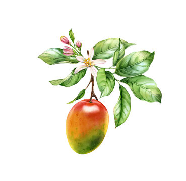 Watercolor Mango fruit. Tree branch with flowers leaves. Realistic botanical floral composition. Isolated illustration on white. Hand drawn exotic food design element