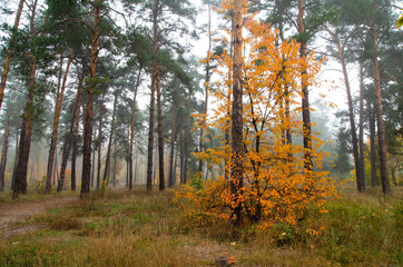 Colorful, autumn forest. Beautiful colorful leaves. Fog in the autumn forest.