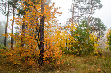 Fototapeta na wymiar Colorful, autumn forest. Beautiful colorful leaves. Fog in the autumn forest.