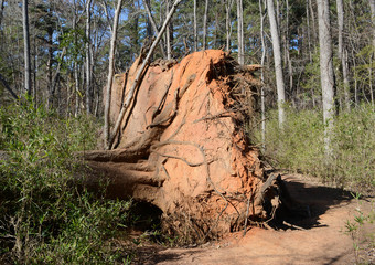 Large Tree Uprooted