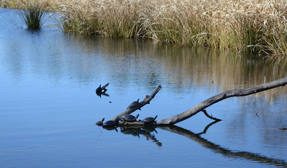 Turtles Asleep in the Pond