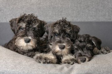 Portrait of three cute miniatyre schnauzer puppies laying on the sofa