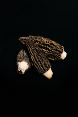 Stock photo of Morel gourmet mushroom on black background.