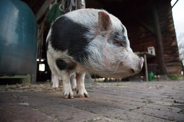 home pig in farmland
