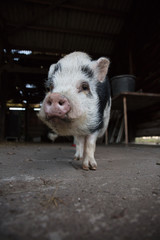 home pig in farmland