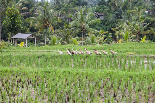 Flock Of White And Brown Geese In Green Asian Field.