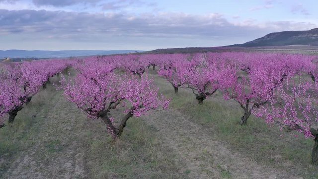 Orchard blooming spring garden. Aerial nature view.