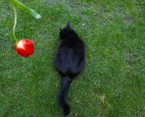 un gatto nero di spalle che contrasta con un tulipano rosso in un giardino