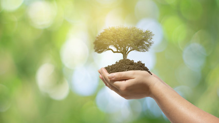 hand holding young plant on blur green nature. concept renovable energy