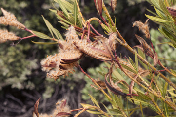 Nerium oleander seeds at the end of winter this toxic shrub presents open and full seed pods in the form of achene to start a new season