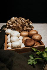 Stock photography with a box full of mushrooms, Shiitake, Mushrooms, Forest Hen, Parsley, on a gray table and black background.