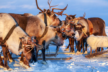 The extreme north, Yamal Peninsula,   reindeer in Tundra , Deer harness with reindeer, pasture of...