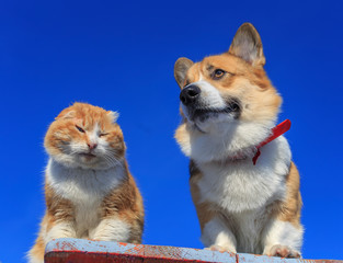 red cat and dog sitting side by side on a wooden bench on the street against a blue clear sky on a...