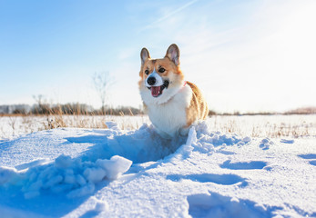 cute red Corgi dog puppy walks in a winter Sunny Park having fun running through snowdrifts