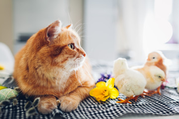 Fototapeta na wymiar Easter chicken playing with kind cat. Little brave chicks walking by ginger cat among flowers and Easter eggs.