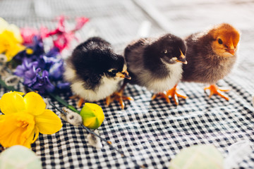 Easter chickens. Group of little black and orange chicks walking among flowers and Easter eggs. Spring holiday season