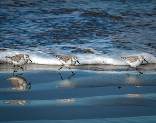 Sandeling on the Run #1