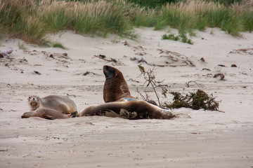 A family of sealions lying around at the beach with the male sealions guarding the family.