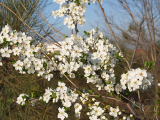 blooming apple tree in spring