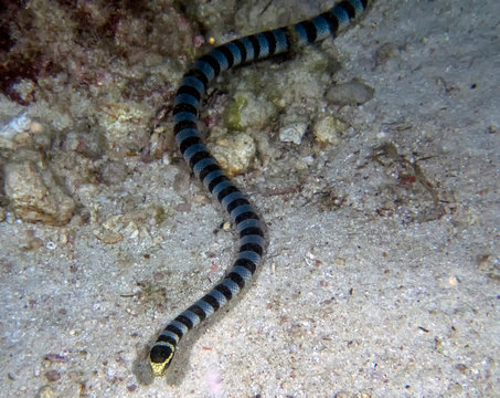 Yellow Lipped Sea Krait (Laticauda colubrina)