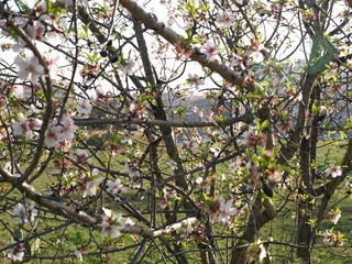blooming cherry tree in spring