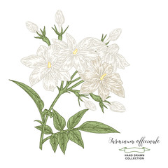 White jasmine or Jasminum officinale branch. Hand drawn jasmine flowers and leaves isolated on white. Vector illustration botanical. Colorful engraving style.