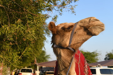 Arab camel eating tree herbs