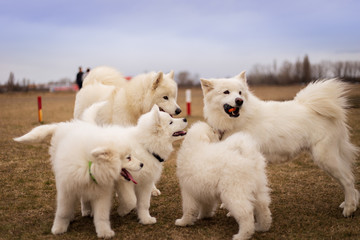 White samoyed fluffy dog family outdoor in park with autumn background