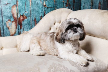 White brown and black shih tzu in studio on chaise longue