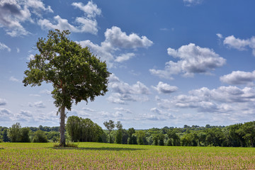 Fototapeta na wymiar Tree in Field