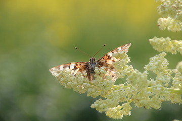 Distelfalter sitzt auf Rhabarberblüte