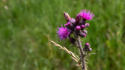 Distel