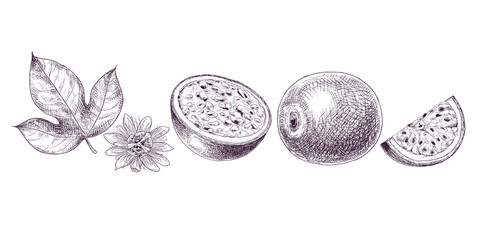 Hand drawn passion fruit. Set sketches with cut passion fruit leaf and flower. Vector illustration isolated on white background.