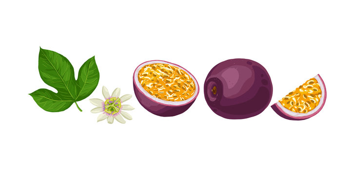 Hand drawn colorful passion fruit. Set sketches with cut passion fruit leaf and flower. Vector illustration isolated on white background.
