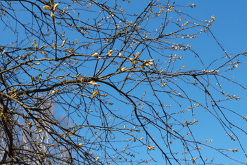 tree branches and open leaves against a blue sky