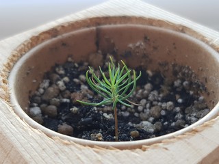 Small sprout in a flower pot